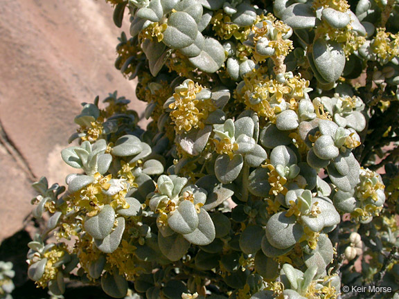 Image of roundleaf buffaloberry