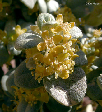 Image of roundleaf buffaloberry