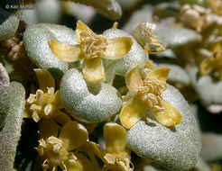 Image of roundleaf buffaloberry