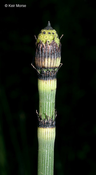 Image of Equisetum hyemale subsp. affine (Engelm.) Calder & Roy L. Taylor