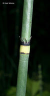 Image of Equisetum hyemale subsp. affine (Engelm.) Calder & Roy L. Taylor