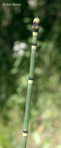 Image of Equisetum hyemale subsp. affine (Engelm.) Calder & Roy L. Taylor