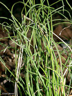 Image of Delicate Horsetail
