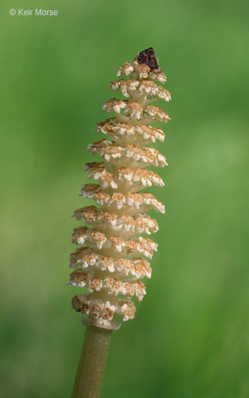 Imagem de Equisetum sylvaticum L.