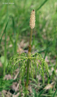 Слика од Equisetum sylvaticum L.