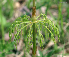 Imagem de Equisetum sylvaticum L.