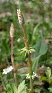 Слика од Equisetum sylvaticum L.