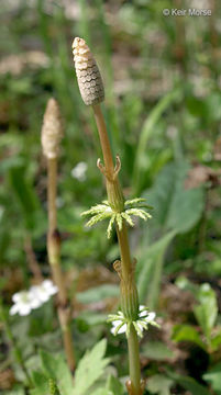 Imagem de Equisetum sylvaticum L.