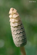 Слика од Equisetum sylvaticum L.