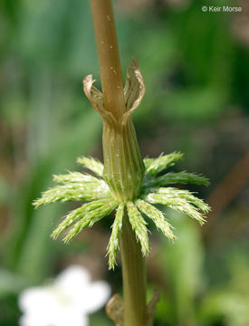 Image of Wood Horsetail