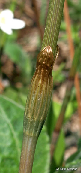 Imagem de Equisetum sylvaticum L.