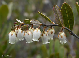 Image of leatherleaf