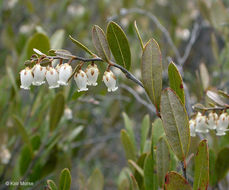 Image of leatherleaf