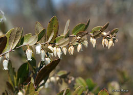 Image of leatherleaf