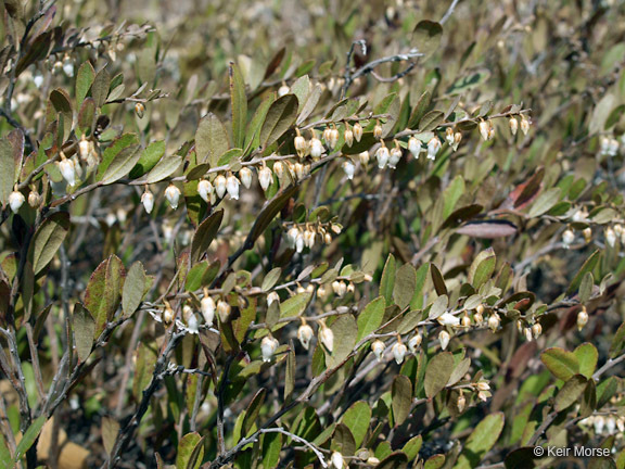 Image of leatherleaf