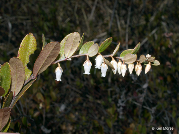 Image de Chamaedaphne calyculata (L.) Moench