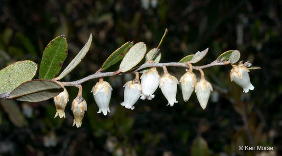 Image de Chamaedaphne calyculata (L.) Moench
