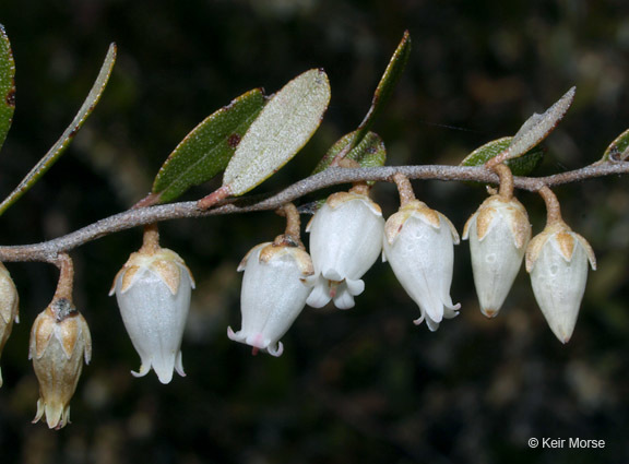 Image de Chamaedaphne calyculata (L.) Moench