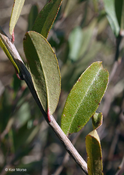 Image of leatherleaf