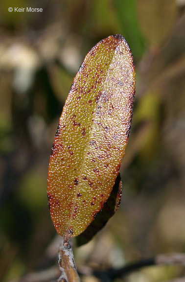 Image of leatherleaf