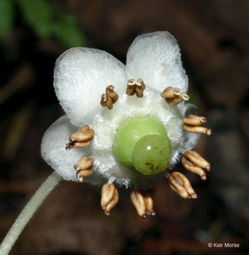 Image of striped prince's pine