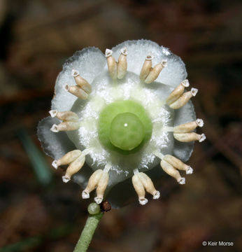 Image of striped prince's pine