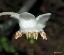 Image of striped prince's pine