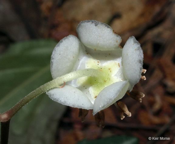 Image of striped prince's pine