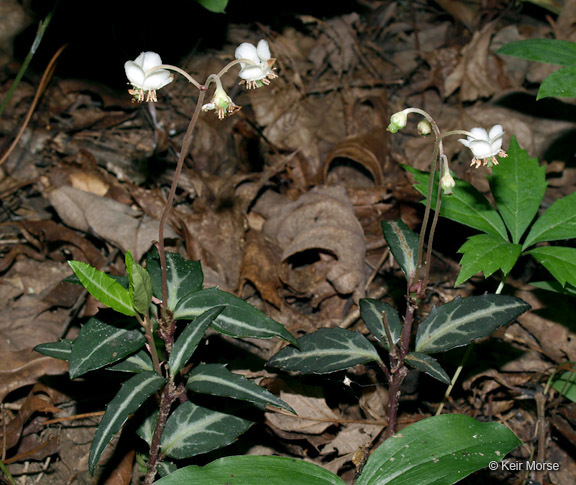 Image of striped prince's pine