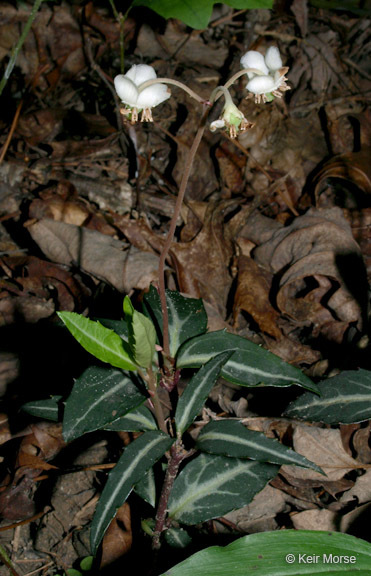 Image of striped prince's pine