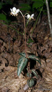 Image of striped prince's pine