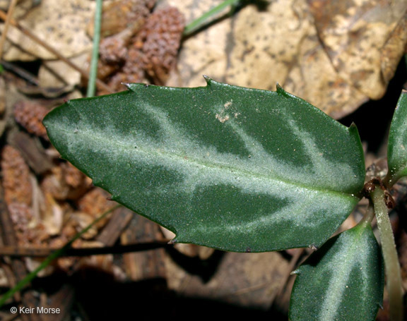 Image of striped prince's pine