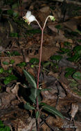 Image of striped prince's pine