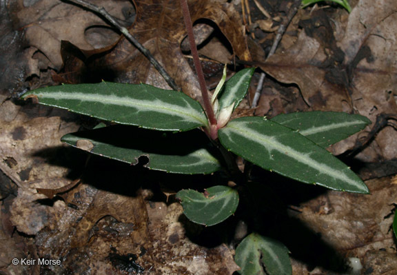 Image of striped prince's pine