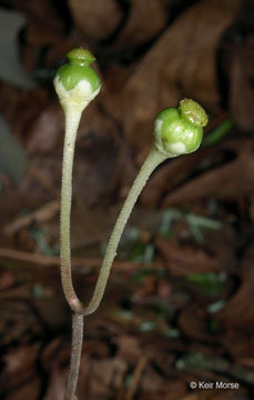 Image of striped prince's pine