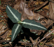 Image of striped prince's pine