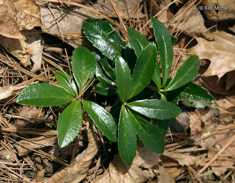 Image of <i>Chimaphila <i>umbellata</i></i> ssp. umbellata