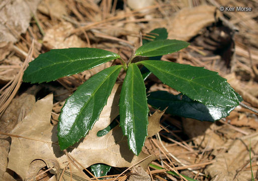 Image of <i>Chimaphila <i>umbellata</i></i> ssp. umbellata