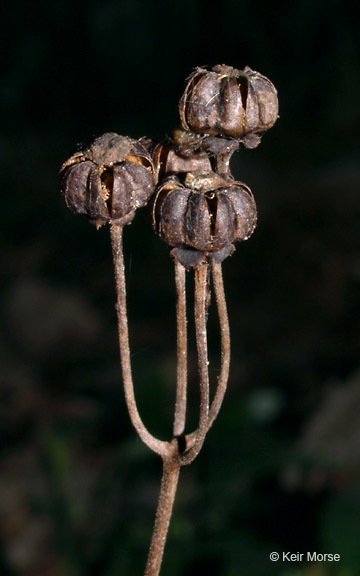 Image of <i>Chimaphila <i>umbellata</i></i> ssp. umbellata