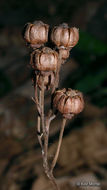 Image of <i>Chimaphila <i>umbellata</i></i> ssp. umbellata