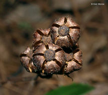 Image of <i>Chimaphila <i>umbellata</i></i> ssp. umbellata