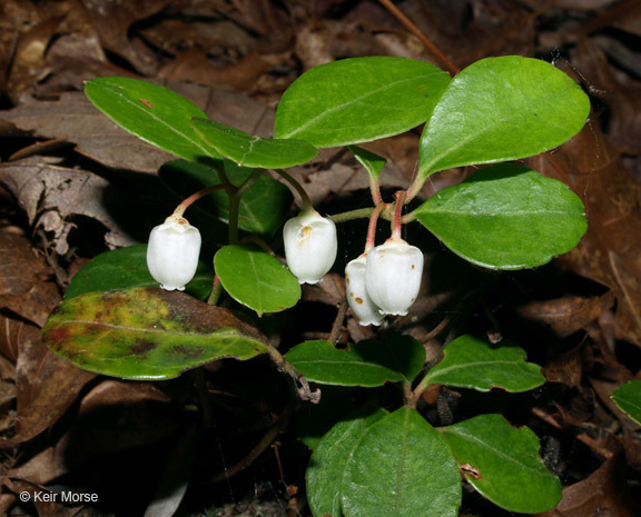 Image of eastern teaberry