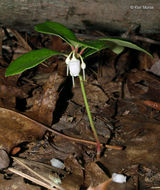 Image of eastern teaberry