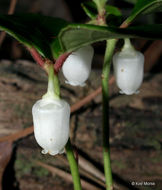 Image of eastern teaberry