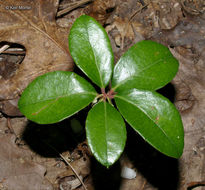 Image of eastern teaberry