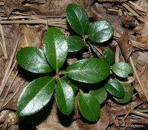 Image of eastern teaberry