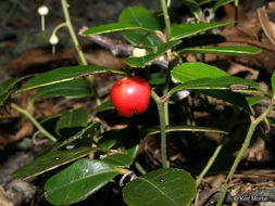 Image of eastern teaberry