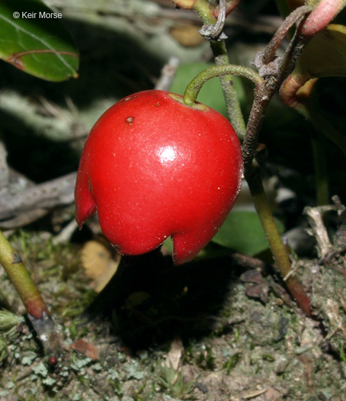 Image of eastern teaberry