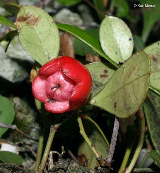 Image of eastern teaberry