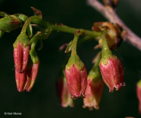 Image of Black Huckleberry